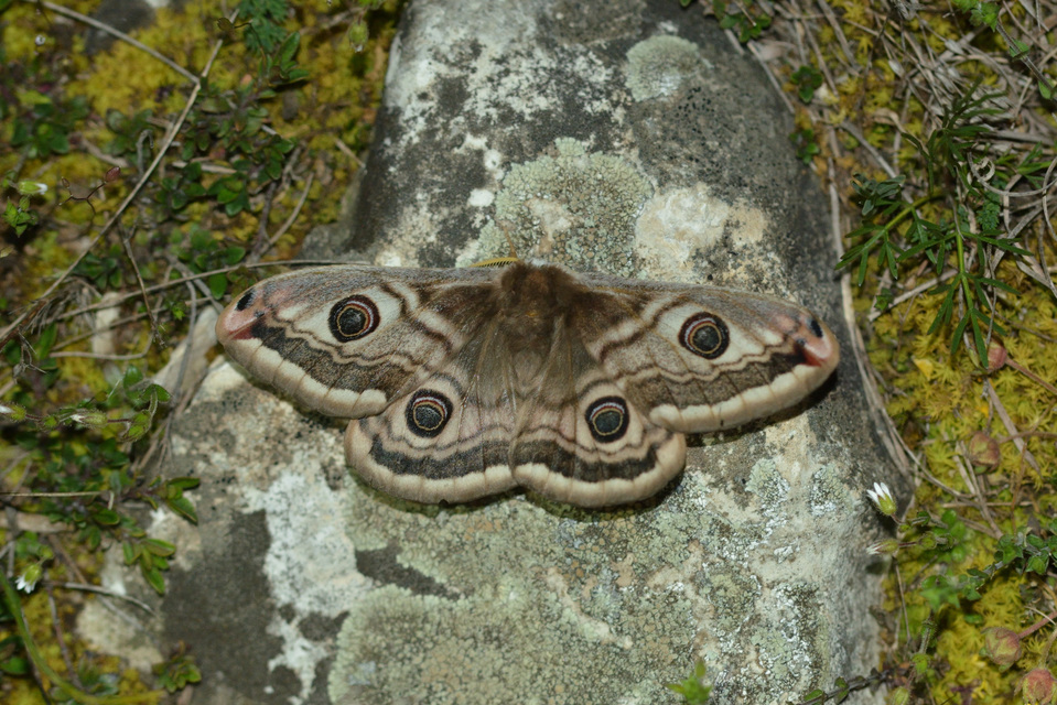 Saturnia pavoniella/pavonia