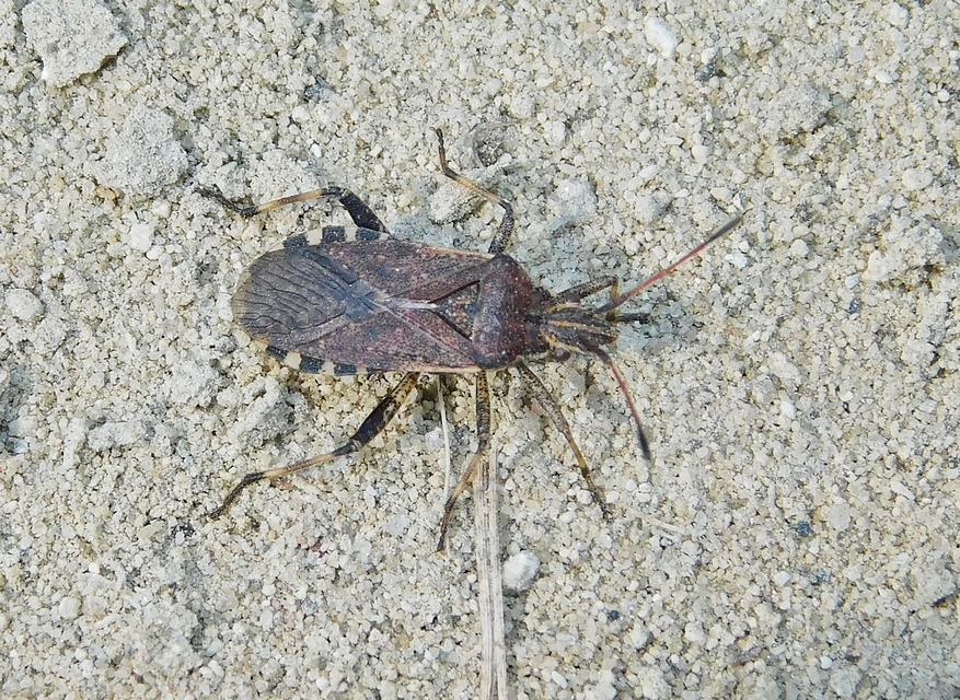 Ceraleptus gracilicornis - tüskéslábú karimáspoloska
