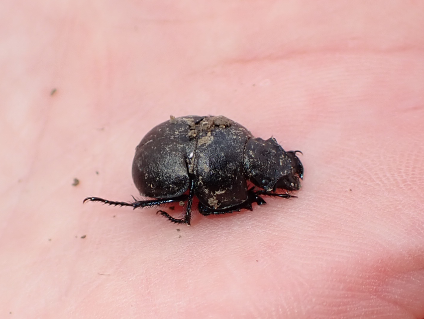 Lethrus apterus - nagyfejű csajkó
