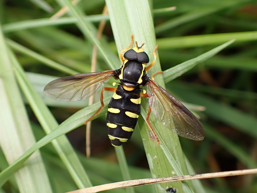 Xanthogramma citrofasciatum - korai oldalsávoslégy