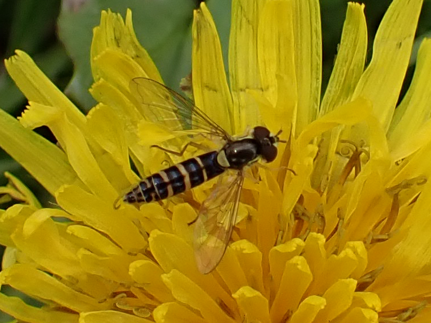 Sphaerophoria