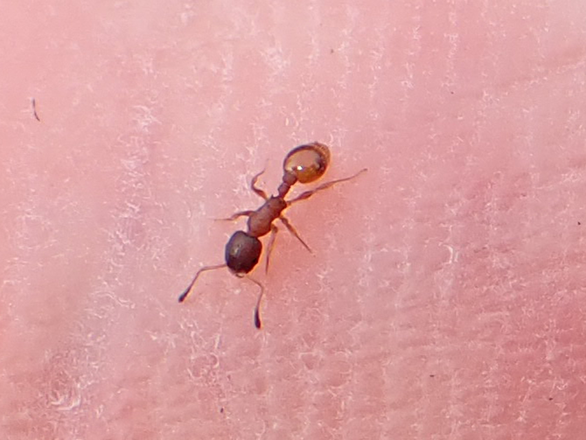 Temnothorax albipennis - ligeti kéreghangya