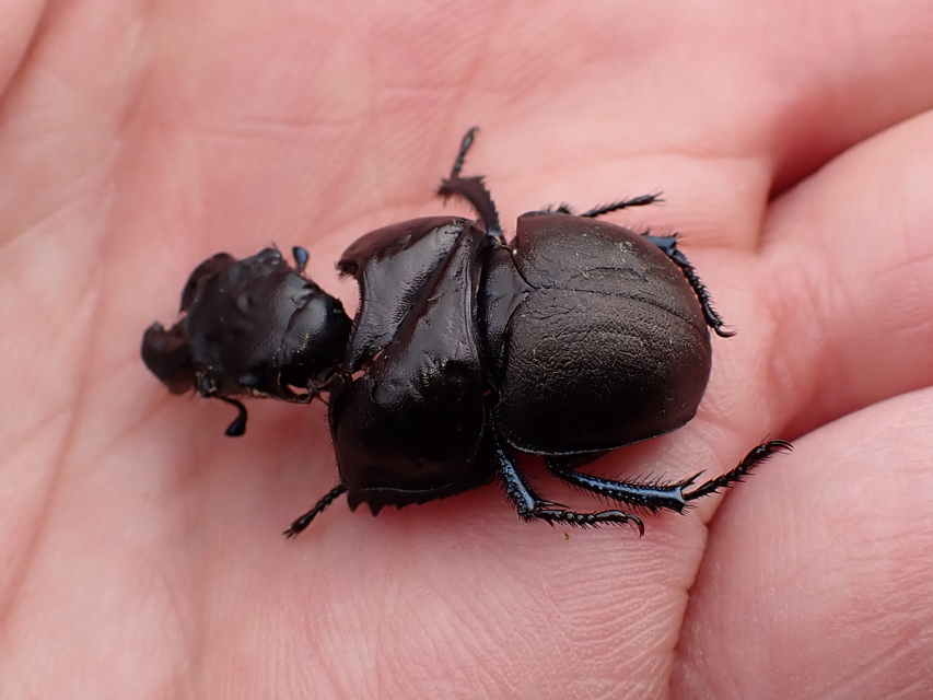 Lethrus apterus - nagyfejű csajkó