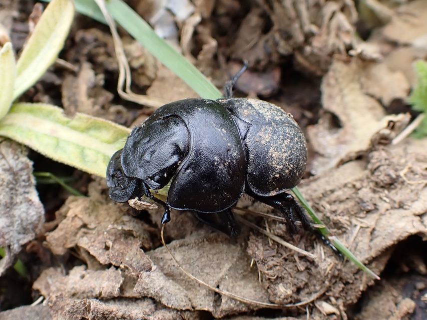 Lethrus apterus - nagyfejű csajkó
