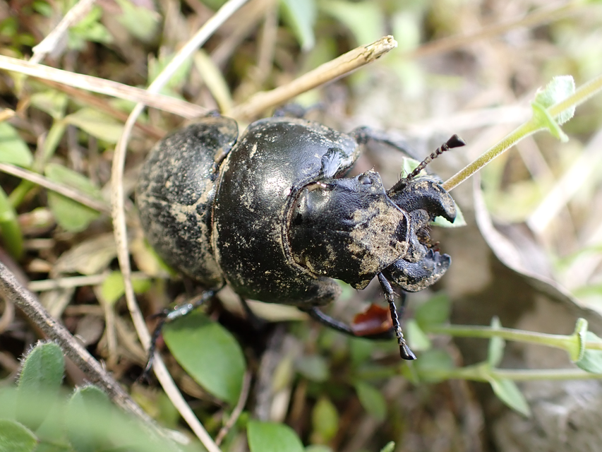 Lethrus apterus - nagyfejű csajkó
