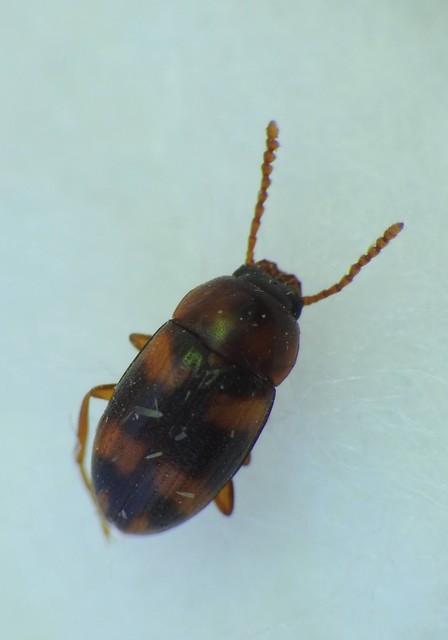 Alphitophagus bifasciatus - alomlakó gyászbogár