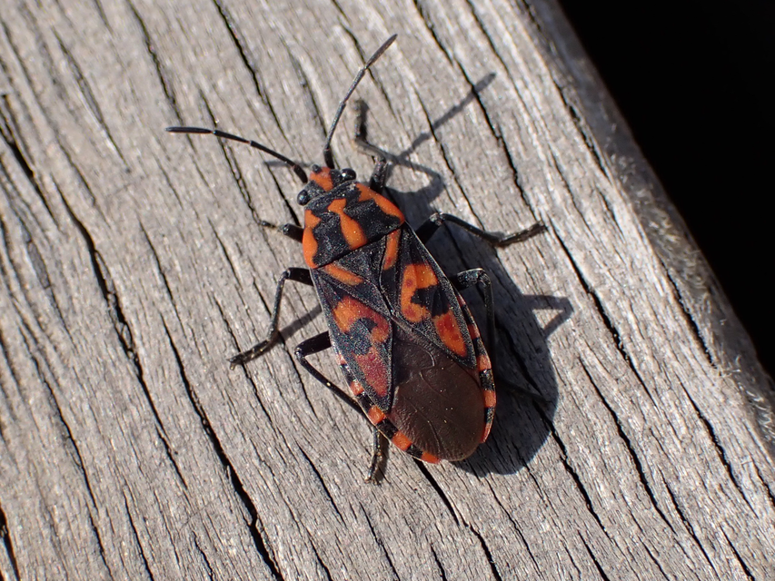 Spilostethus saxatilis - virágbodobács