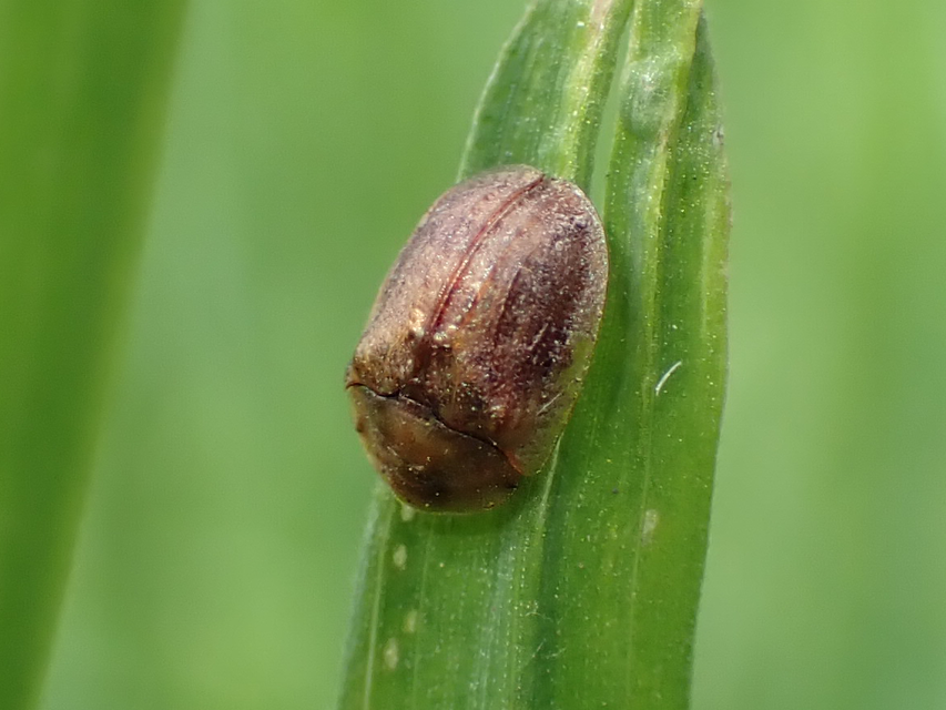 Hypocassida