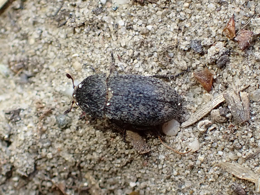 Dermestes laniarius - gyászos porva Dermestes laniarius - gyászos porva