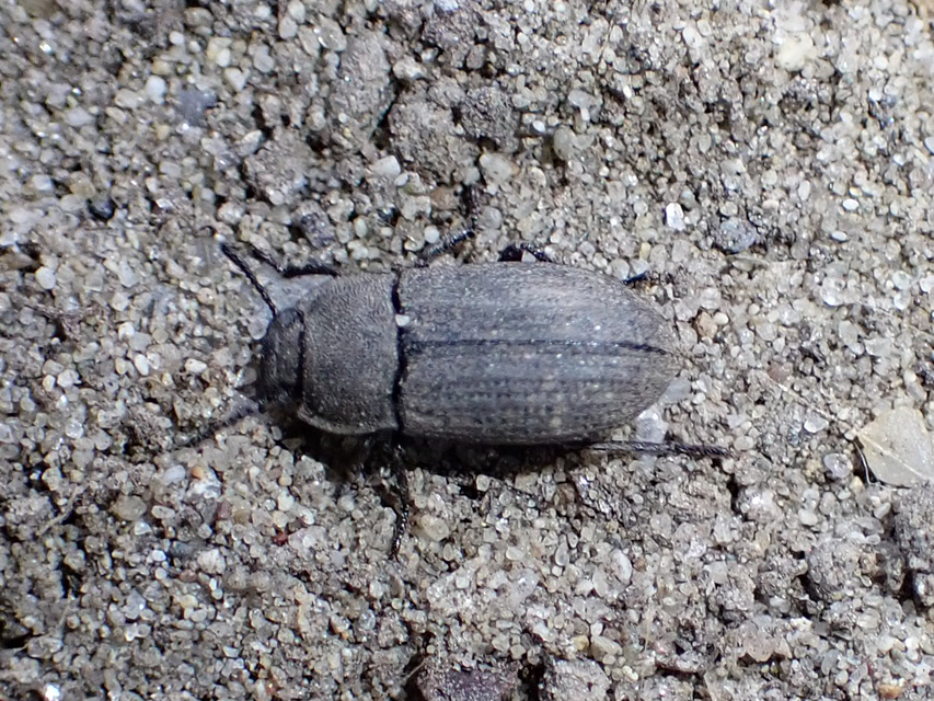 Gonocephalum granulatum pusillum
