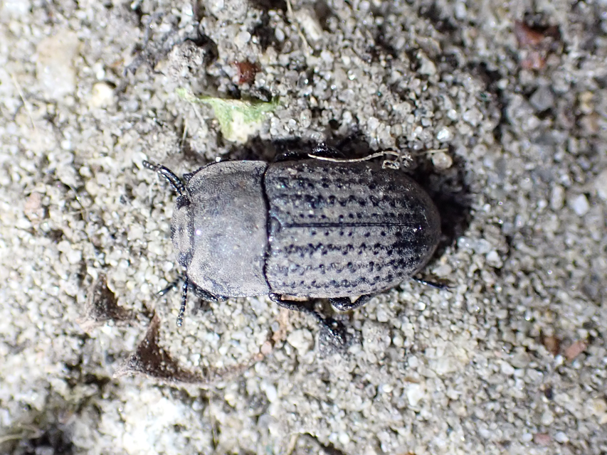 Opatrum sabulosum - sároshátú gyászbogár