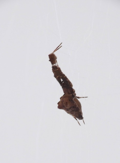 Uloborus plumipes - pamatoslábú derespók