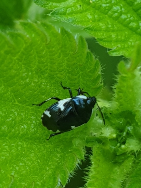 Tritomegas sexmaculatus - hatfoltos földipoloska