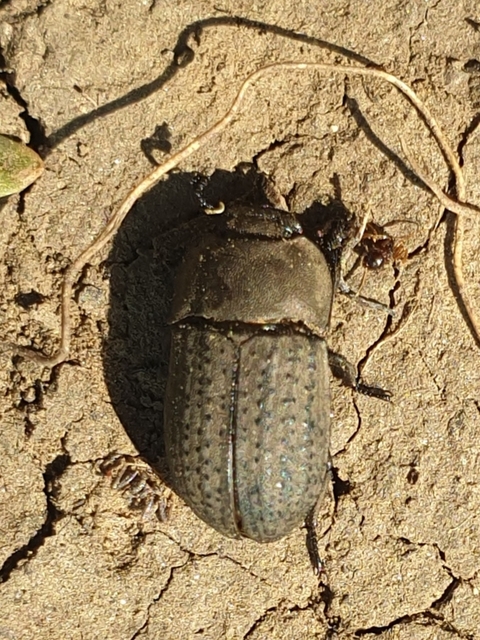 Opatrum sabulosum - sároshátú gyászbogár