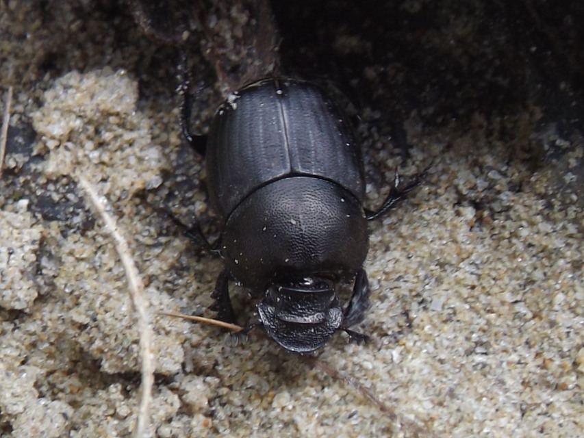 Onthophagus verticicornis - fekete trágyatúró