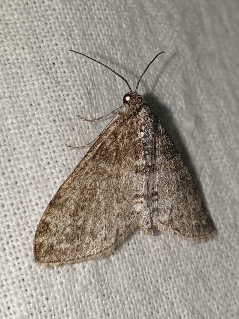 Lobophora halterata - szárnyfüggelékes araszoló