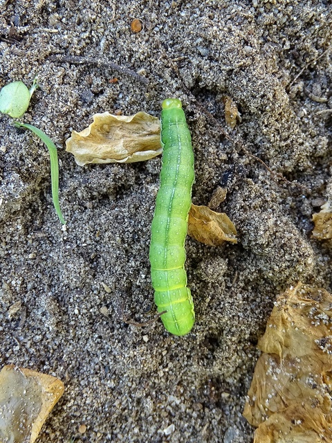 Macrolepidoptera - Nagylepkék