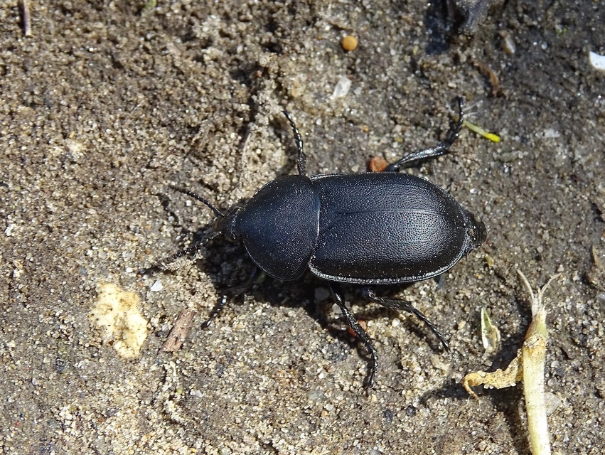 Ablattaria laevigata - sima csigarabló