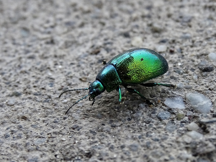 Chrysolina herbacea - zöld mentalevelész