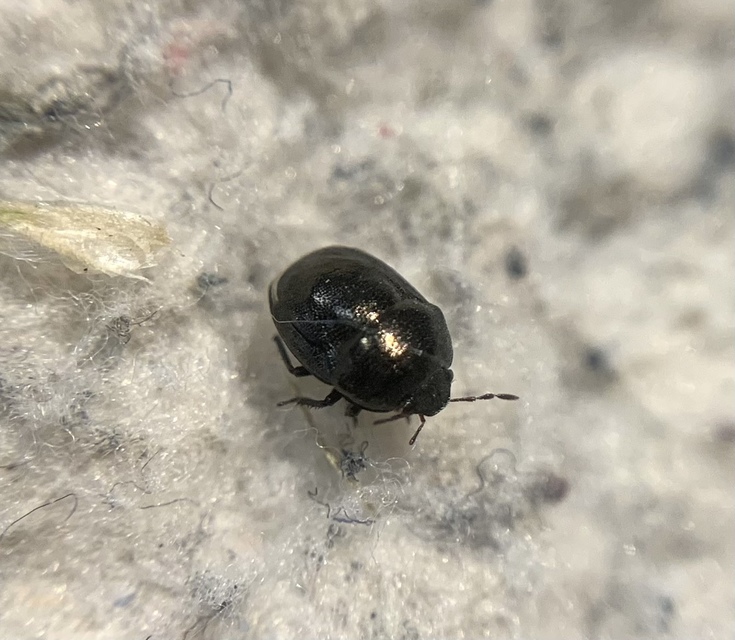 Thyreocoris scarabaeoides - fémes földipoloska