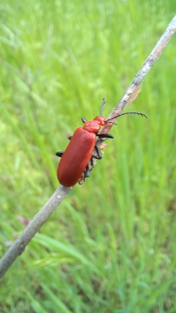 Pyrochroa serraticornis - közép-bíborbogár