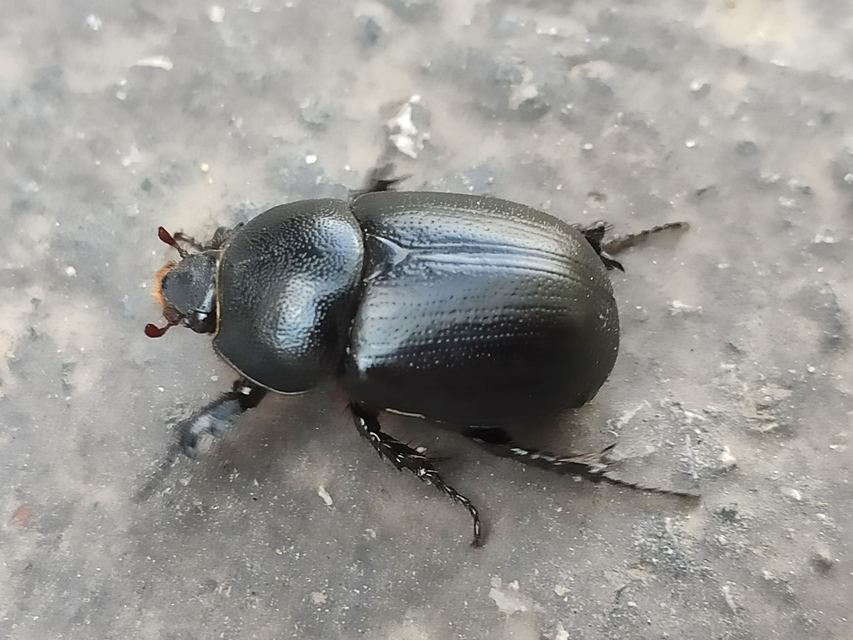 Pentodon idiota - butabogár