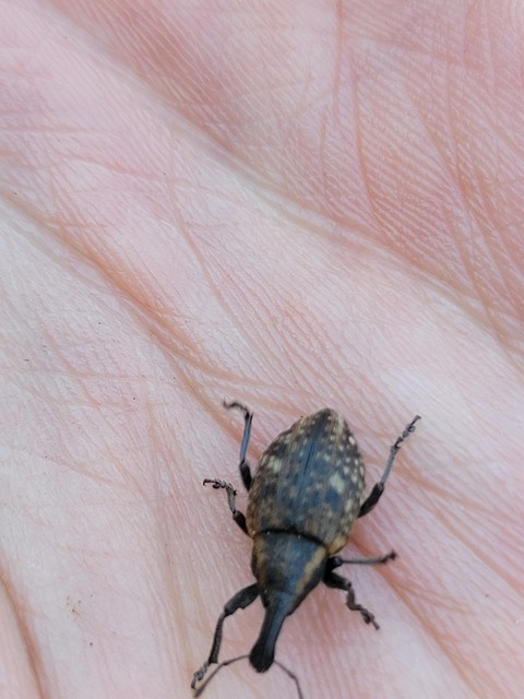 Lepyrus capucinus - pettyes fűzormányos