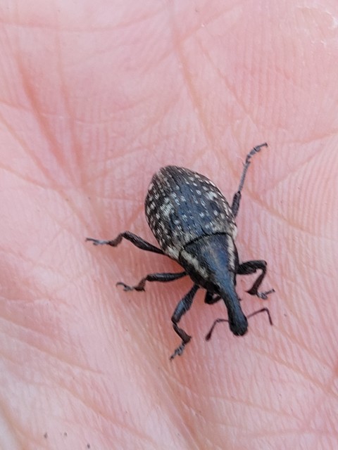 Lepyrus capucinus - pettyes fűzormányos