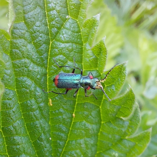 Malachius bipustulatus - kétfoltos bibircsesbogár