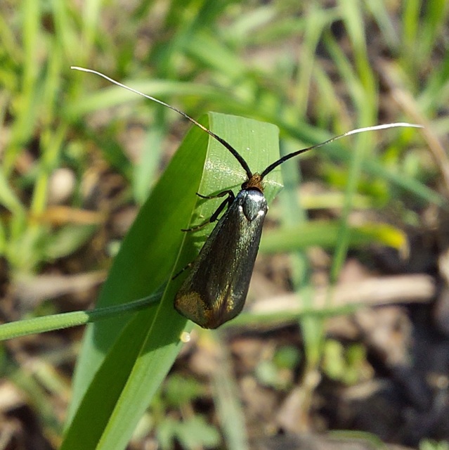 Adela reaumurella - smaragdfényű tőrösmoly