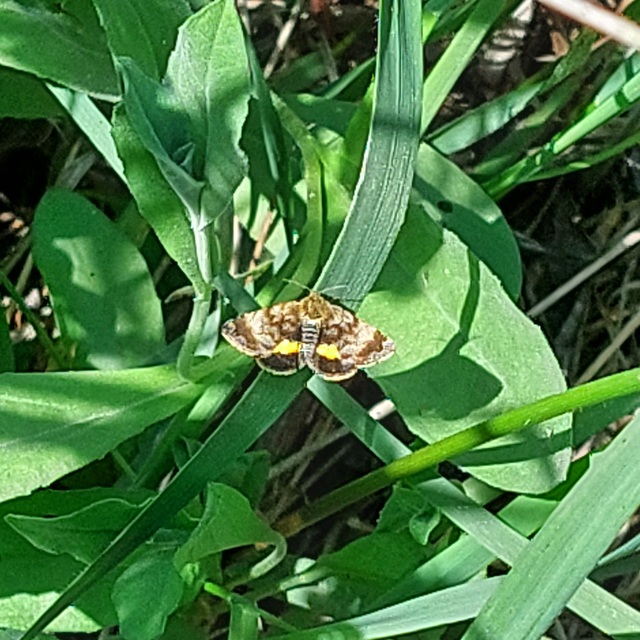 Panemeria tenebrata - apró sárgabagoly
