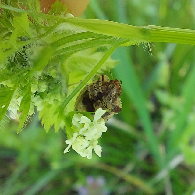 Dyroderes umbraculatus Dyroderes umbraculatus