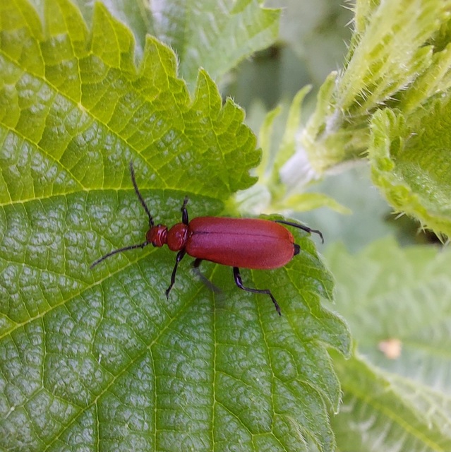 Pyrochroa serraticornis - közép-bíborbogár