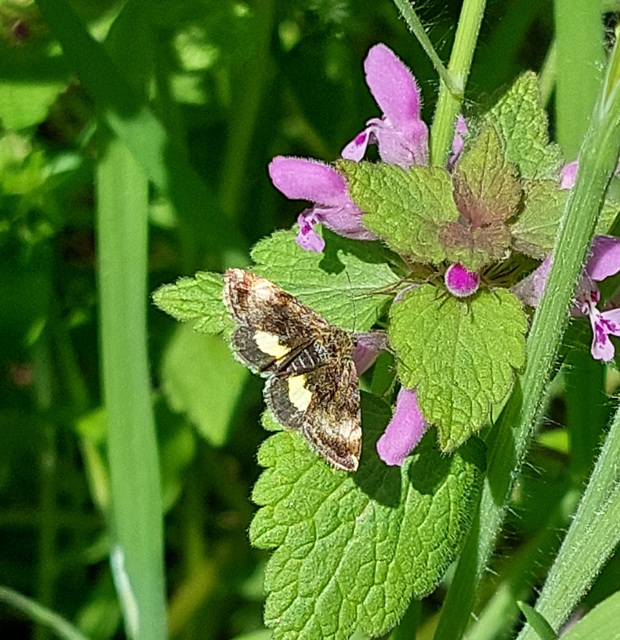 Panemeria tenebrata - apró sárgabagoly