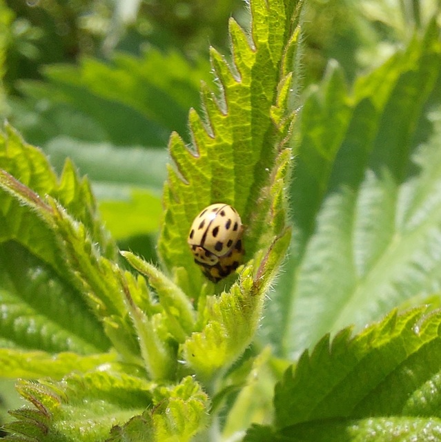 Propylea quatuordecimpunctata - tizennégypettyes füsskata