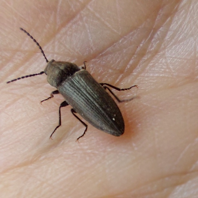 Cidnopus pilosus - szőrös pattanó