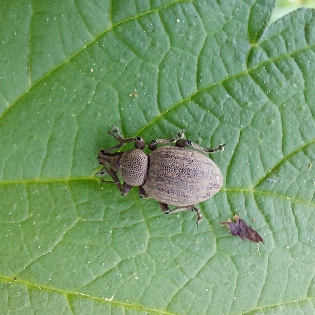 Otiorhynchus ligustici - vincellér-gyalogormányos