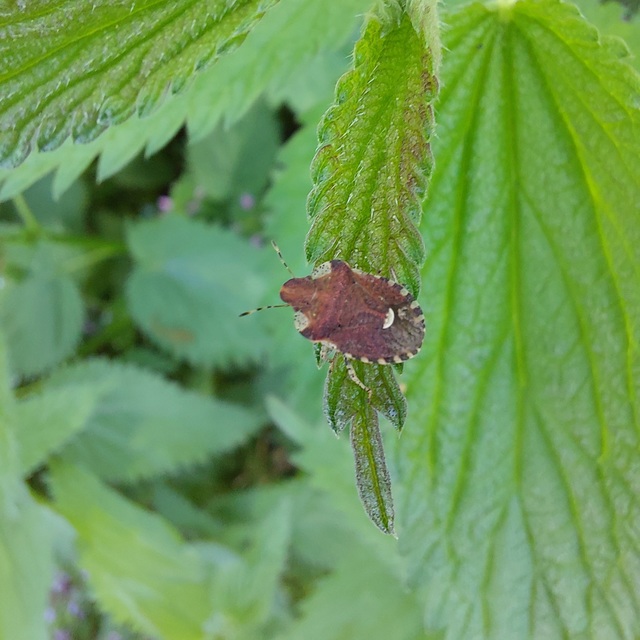 Dyroderes umbraculatus Dyroderes umbraculatus