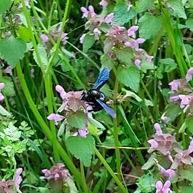 Xylocopa