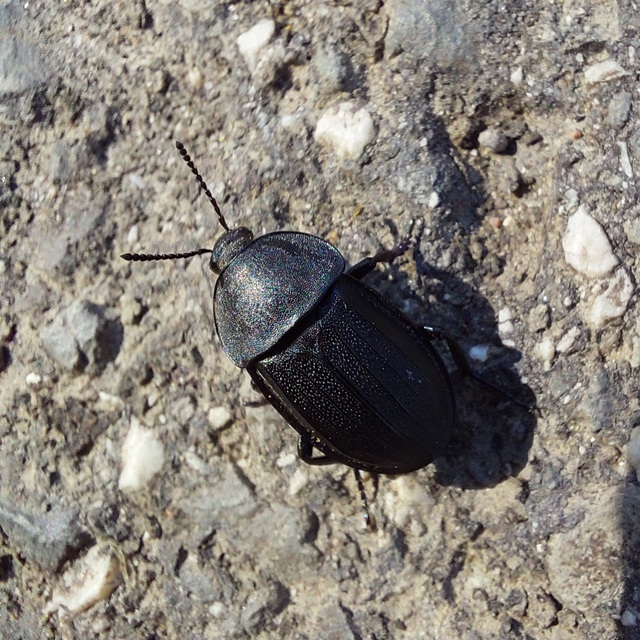 Phosphuga atrata - bordás csigarabló
