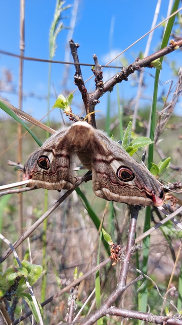 Saturnia pavoniella/pavonia