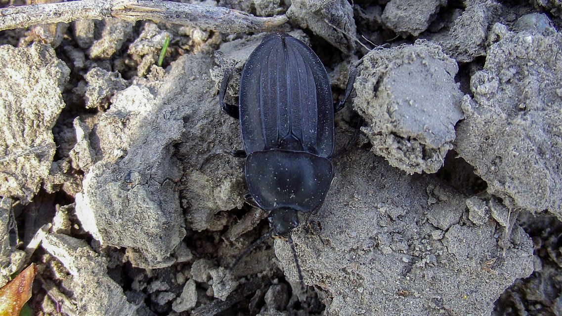 Silpha carinata - karimás dögbogár