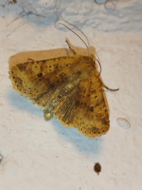 Conistra rubiginea - vörös őszibagoly