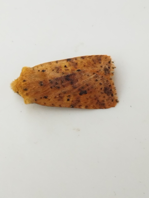 Conistra rubiginea - vörös őszibagoly