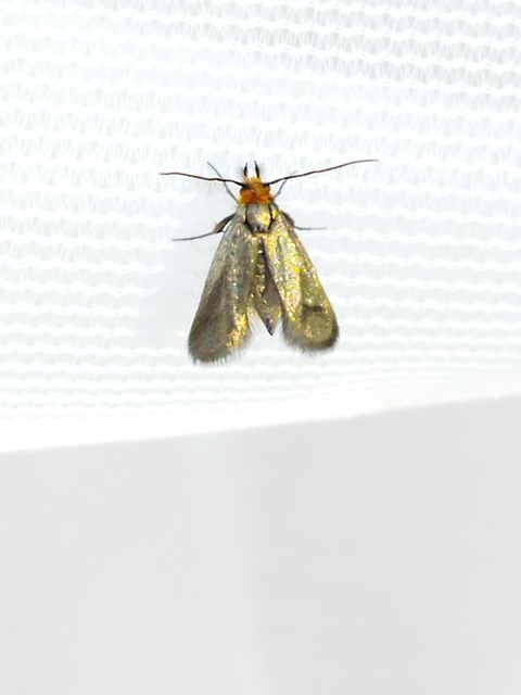 Cauchas rufifrontella - vöröshomlokú tőrösmoly