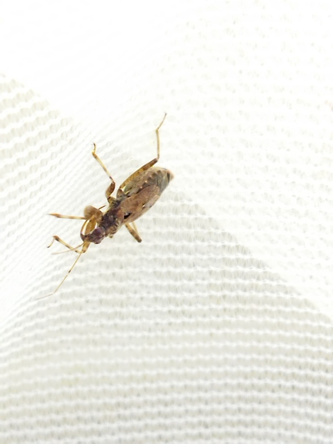 Himacerus