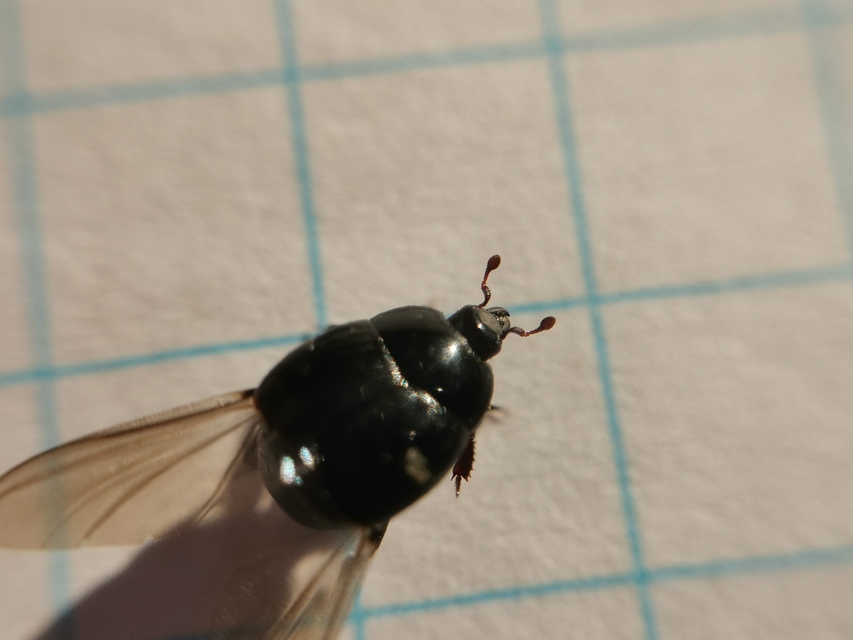 Margarinotus ruficornis