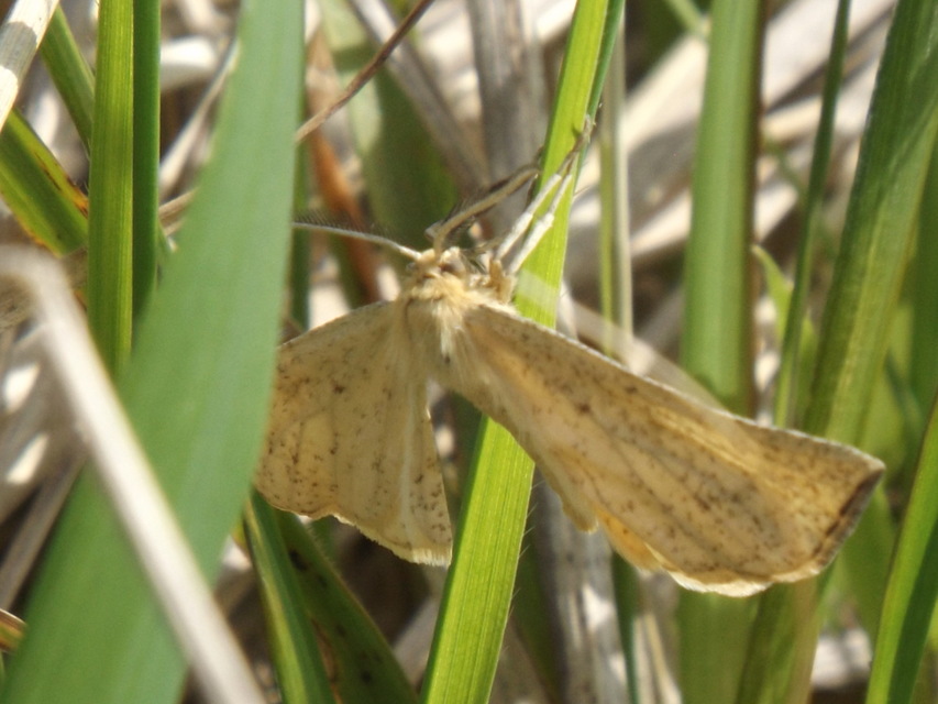 Hypoxystis pluviaria - hegyesszárnyú lápiaraszoló