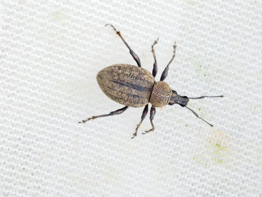 Otiorhynchus ligustici - vincellér-gyalogormányos