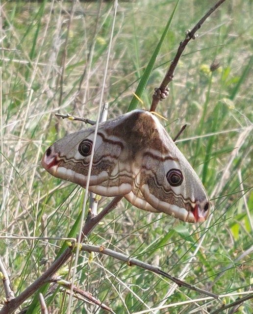 Saturnia pavoniella/pavonia